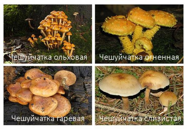 Королевские грибы или золотые хлопья