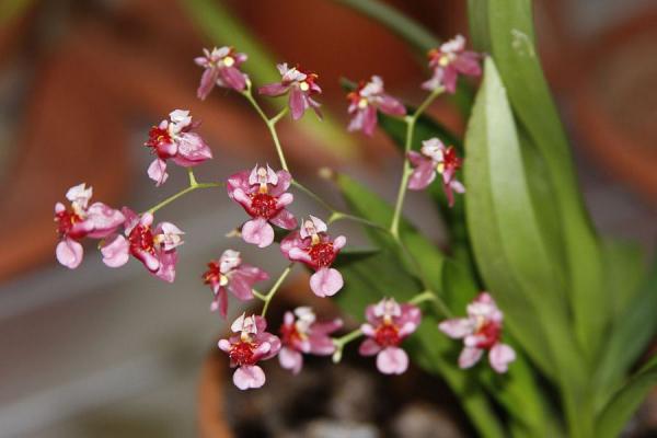 Орхидея онцидиум: сорта, уход в домашних условиях