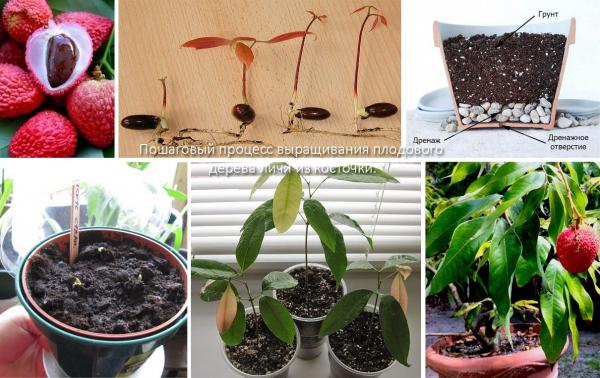 Как вырастить личи из семян в домашних условиях