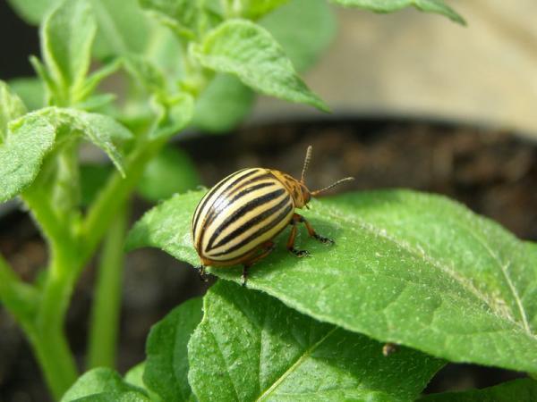 Средства от колорадского жука: оценка и обзор
