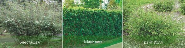 Особенности выращивания бамбука в России