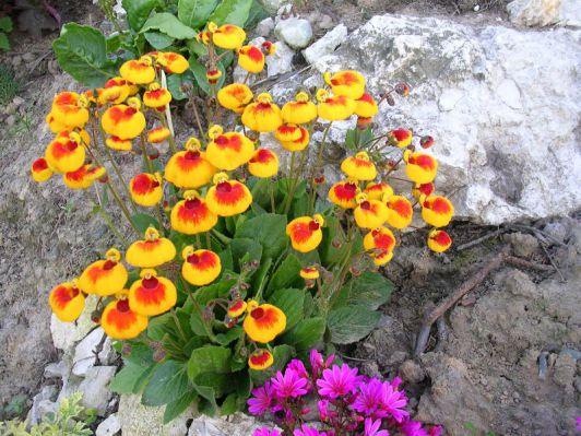 Цветок кальцеолярия: уход в домашних условиях и в открытом грунте, 93 фото, отзывы
