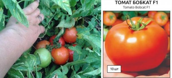 Фузариоз томатов: описание, причины, симптомы, меры борьбы