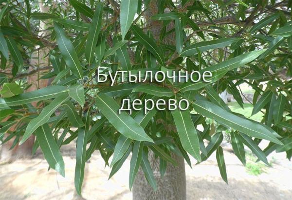 Бутылочное дерево для бонсай или брахихитона