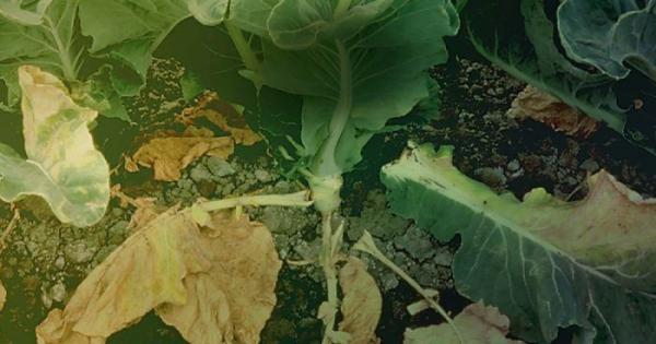 Почему вянет рассада капусты: основные рекомендации по уходу и лечению