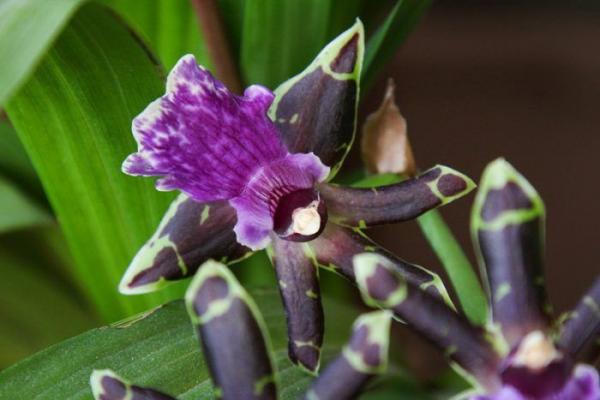Орхидея Зигопеталум: описание, виды, уход в домашних условиях