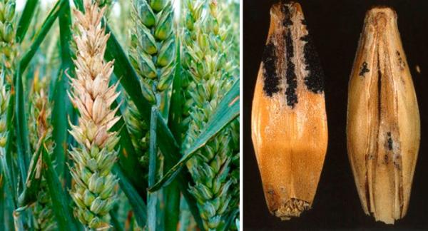Фузариоз пшеницы, ячменя и других злаковых культур
