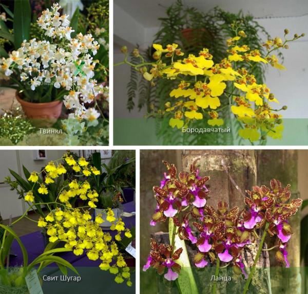 Орхидея онцидиум: сорта, уход в домашних условиях