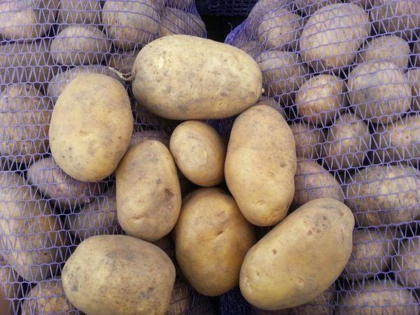 ТОП-40 ультраранних и ранних сортов картофеля + для разных регионов