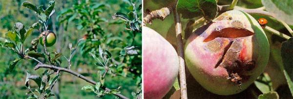 Плесень на яблоне: причины и методы борьбы