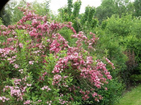 Вейгела розовая: 19 фото, описание куста, посадка и уход