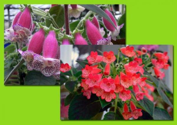 ТОП-5 комнатных растений, которые цветут