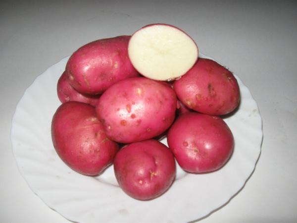 ТОП-40 ультраранних и ранних сортов картофеля + для разных регионов