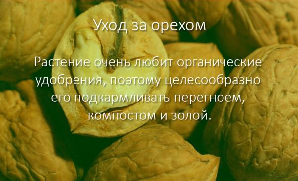 Как посадить грецкий орех: советы и рекомендации