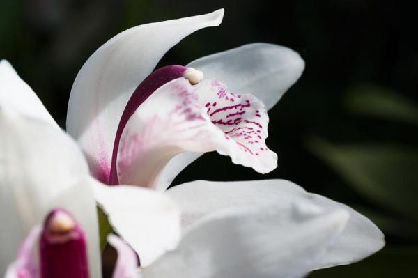 Орхидея цимбидиум: описание, виды, уход