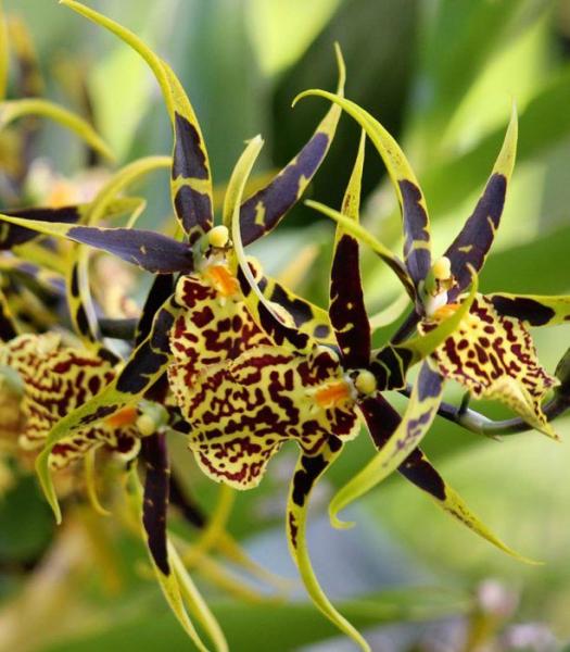 Орхидея Камбрия: описание, виды, особенности ухода