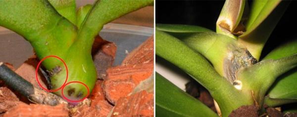 Фузариоз орхидей: признаки и особенности лечения