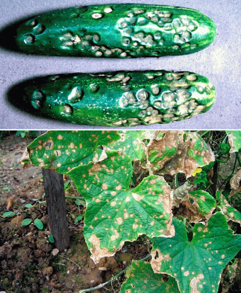 Антракноз – опасное грибковое заболевание садовых и комнатных растений