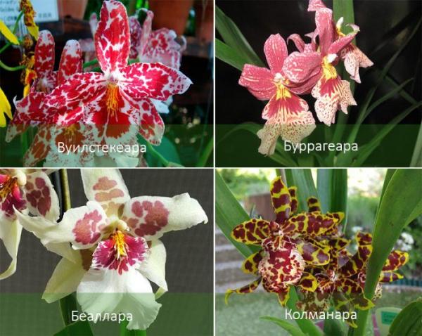 Орхидея Камбрия: описание, виды, особенности ухода