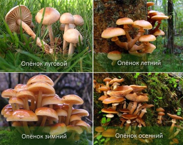 Где растут грибы и когда их собирать, зависит от вида