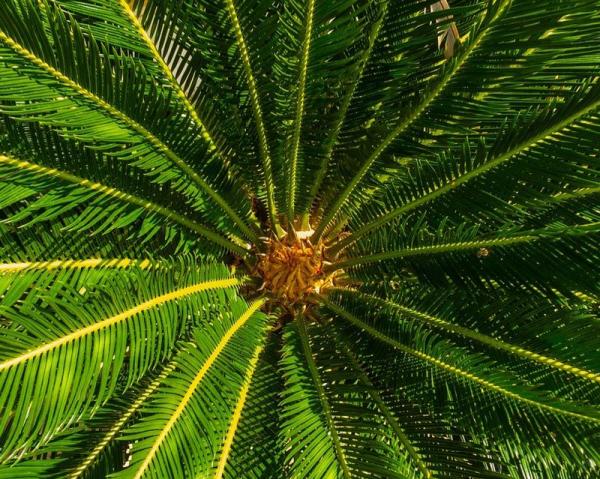 Комнатная пальма: виды, правила ухода