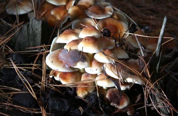 Что такое ложные грибы и чем они отличаются от съедобных