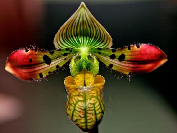 Орхидея венерина башмачок или пафиопедилум: описание, уход