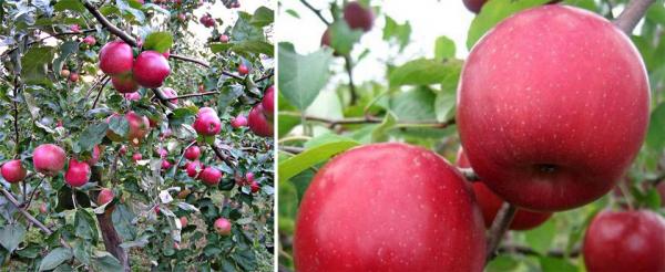 50 сортов яблок с картинками и описанием