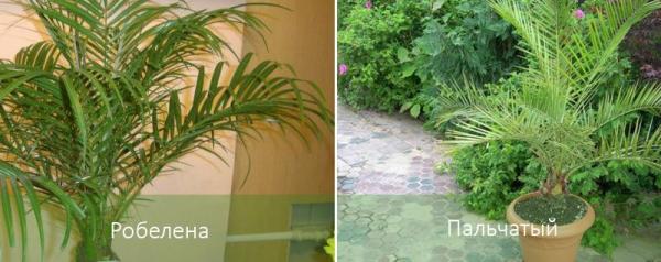 Финиковая пальма: описание, виды, уход в домашних условиях
