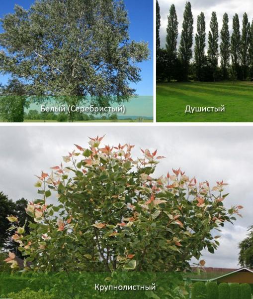 Лиственные деревья: список популярных видов