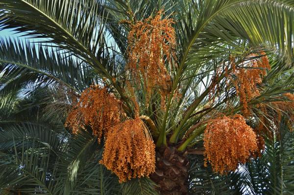 Финиковая пальма: описание, виды, уход в домашних условиях