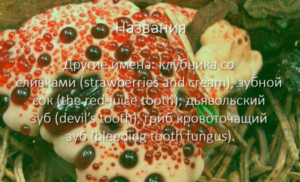 Ядовитый гриб Кровавый зуб