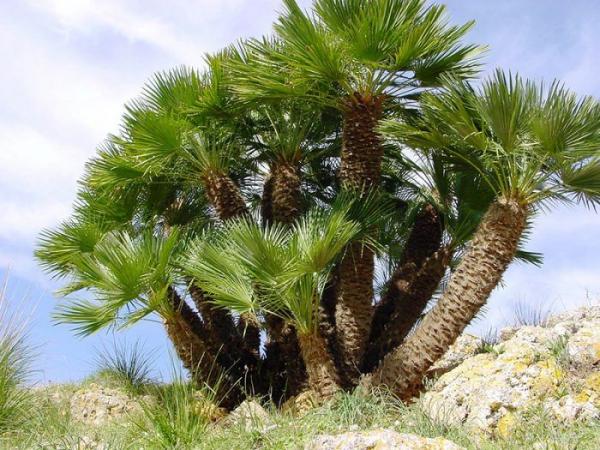 Веерная пальма хамеропс: описание, уход в домашних условиях