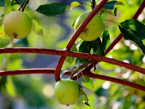 Как вырастить яблоню самостоятельно из семечка, косточки, ветки