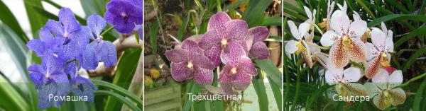 Орхидея Ванда: описание, тонкости ухода