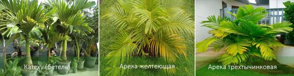 Пальма арека: описание, виды, уход в домашних условиях