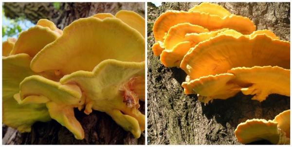 Древесные грибы: разновидности, функции