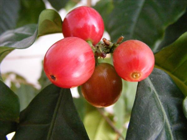 Кофейное дерево: как вырастить