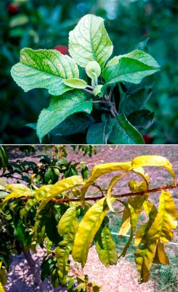 Хлороз растений: виды, симптомы, лечение