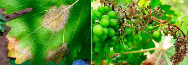 Схема обработки винограда от болезней и вредителей на 2022 год
