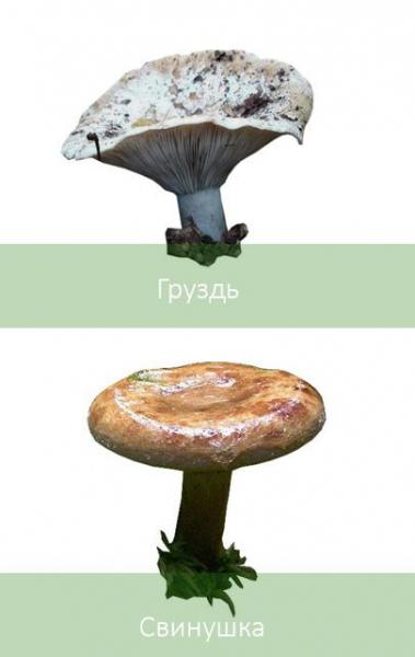 ТОП ядовитых грибов в таблице