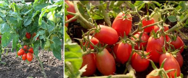 Посадка на рассаду (посев) томатов в 2022 году: сроки + ТОП-40 сортов и фото