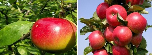50 сортов яблок с картинками и описанием