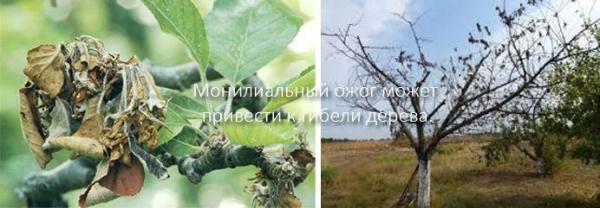 Монилиоз (гнилые яблоки на дереве)