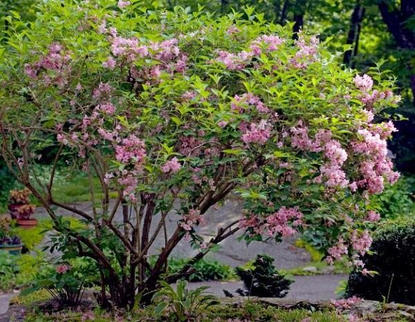 Вейгела розовая: 19 фото, описание куста, посадка и уход