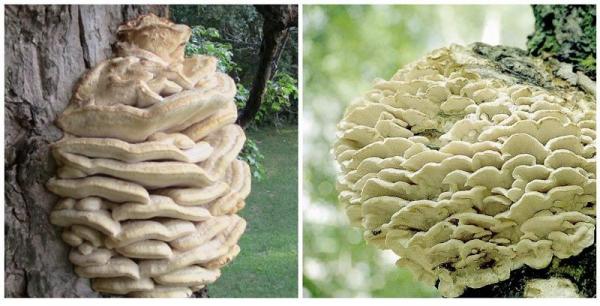 Древесные грибы: разновидности, функции
