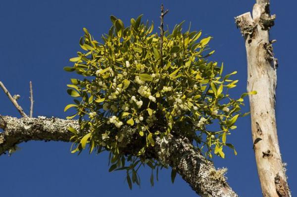 Эпифиты: какие они, уход + 7 лучших растений для дома