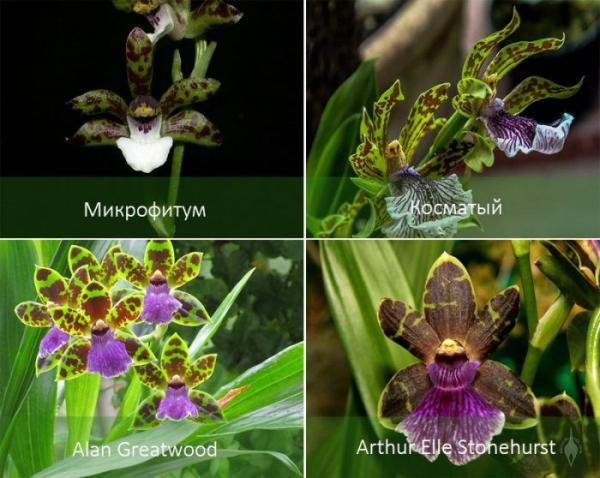 Орхидея Зигопеталум: описание, виды, уход в домашних условиях