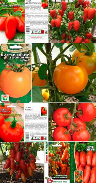 Фитофтора на помидорах: признаки, лечение