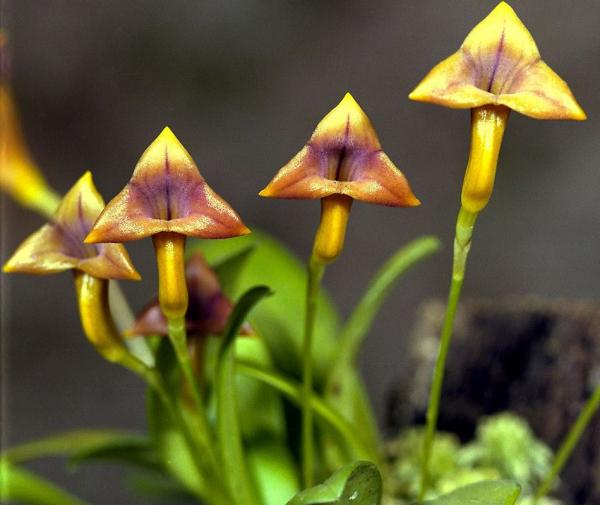 Масдеваллия: описание орхидеи, ее виды, уход